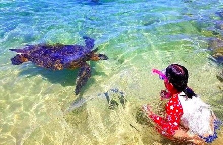 Up to 55% Off on Tour - Guided at Hawaii Turtle Tours