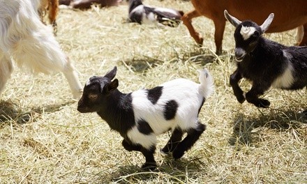 Virtual Farm Tour for 1, 2, 3, or 4 Devices, or Goat Yoga Class for One from Rose Bridge Farm (Up to 41% Off)