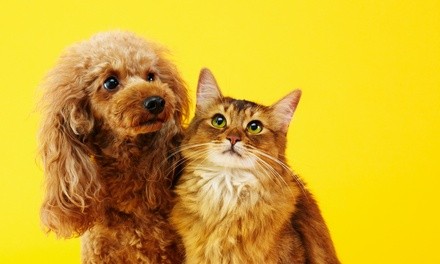 30-, 45-, or 60-Minute Phone Psychic or Animal Communication Session from Lisa Holm, Intuitive (Up to 35% Off)