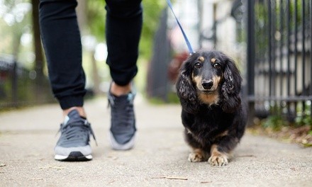 Dog Walking from Fetch it!!! Dog Walking & Sitting Services (Up to 58% Off).  Three Options Available. 