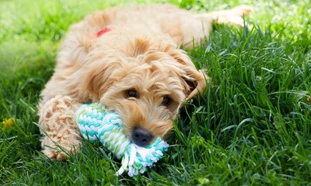 One Day of Dog Daycare or One Week or Month of Unlimited Dog Daycare at Crate Escape (Up to 72% Off)