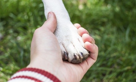 Pawdicure Dog Nail Trimming at Grooming Tails Daycare, Lodging & Spa (Up to 50% Off). Two Options Available.