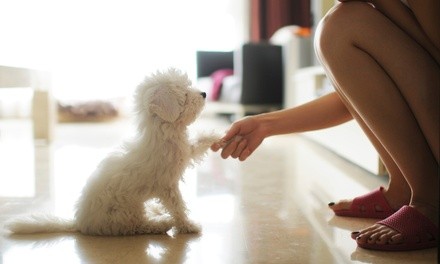 One, Two, or Three Nights of Pet Sitting from Penny Lane Pet Sitters (Up to 42% Off)