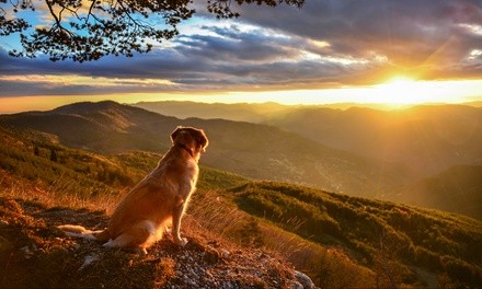 Three-Hour Adventure Hike for a Dog or One-Month of Dog Walking Membership from HI Tailin Hawaii (Up to 50% Off)