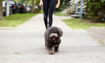 Three or Five 25-Minute GPS Tracked Dog Walks for One Dog from Prairie Path Pet Care (Up to 72% Off)
