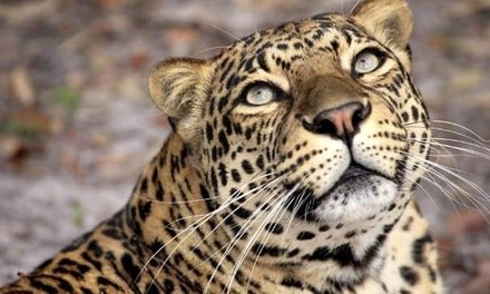 Exotic Animals Walking Tour for Two or Six at Wildlife Survival Sanctuary (Up to 50% Off)