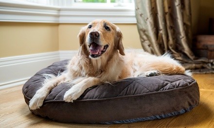 $25 for $50 Worth of Services — Candy's Pampered Pets 