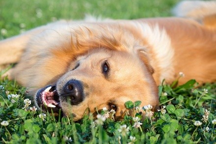 Up to 52% Off on Pet - Daycare at Keizer Kompound Pet Hostel