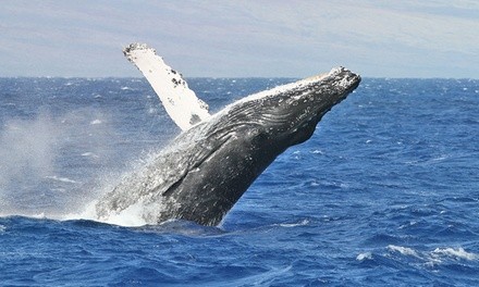 Whale and Dolphin ofor One or Two or Private Tour for Up to 20 People from Oceanside Sea Center (Up to 27% Off)