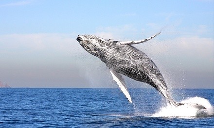 Three-Hour Whale-Watching Cruise for One, Two, or Four with Channel Islands Whale Watching (Up to 37% Off)