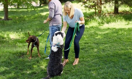 One or Three 30-Minute Dog Walks for One or Two Dogs from Paws On Pavement (Up to 33% Off)