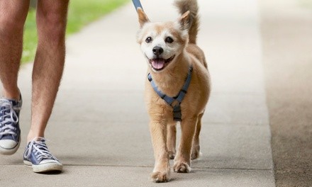 One or Five 30-Minute Dog Walks or One 60-Minute Dog Walk at Raven's Pet Care (Up to 55% Off)