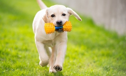 Two or Five 15-Minute Dog Walks from Who Let The Dogz Out LLC (Up to 56% Off)