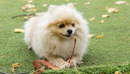 $25 for $50 Worth of Pet Grooming