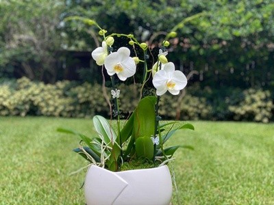 Up to 29% Off on Flowers & Plants (Retail) at E&B Orchid Exchange