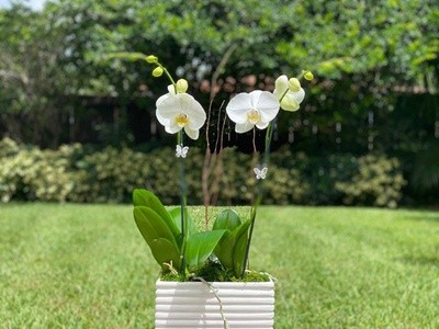 Up to 35% Off on Floral Arrangement Services at E&B Orchid Exchange
