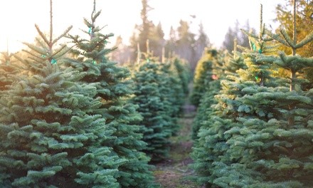 Up to 39% Off on Tree Farm / Christmas Tree Farm (Retail) at Windows +