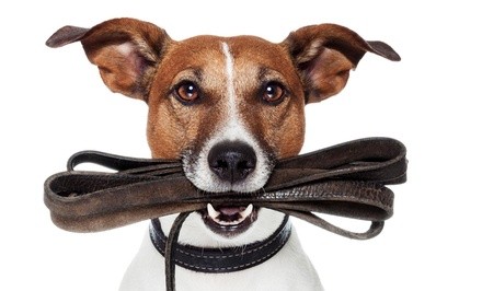 $13 for $25 Worth of Services — Fur Friends Pet Services