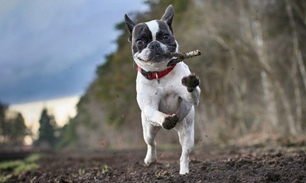 Five or Ten Days of Half or Full Doggy Daycare at Waggs N' Whiskers (Up to 20% Off)