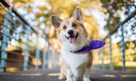 Up to 50% Off on Pet Care - Discount Card at Smilin' Pup Pet Services