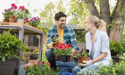50% Off Flowers & Plants