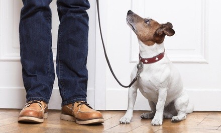 Two Dog Walks from On the Go Pet Services (25% Off)