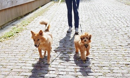 Up to 60% Off on Pet - Sitter / Walking at Play Pen pet daycare