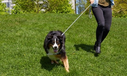 Dog Walking or Boarding Service from Good Dog! Walking (Up to 55% Off)