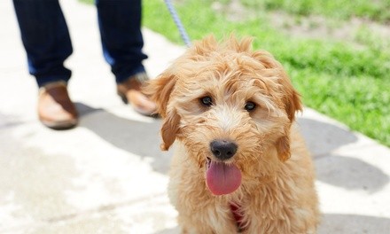 Two 30- or 60-Minute Walks, or Two Pet Visits from Fido's Following (Up to 56% Off)