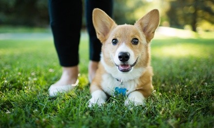 Dog or Puppy Training Session from The Dog Sensei (Up to 52% Off). Seven Options Available.