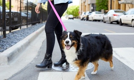 Two or Four 30-Minute Dog Walks from Pampered Pets Only (Up to 50% Off)