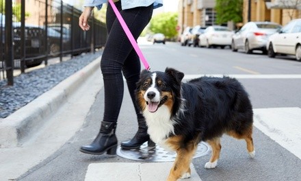 15-, 30-, or 60-Minute Walk with Meet and Greet from Best Pet Services (Up to 40% Off)