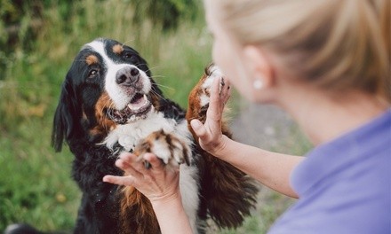 $199 for Support Animal Consultation and Plan from Support Animal Services ($400 Value)