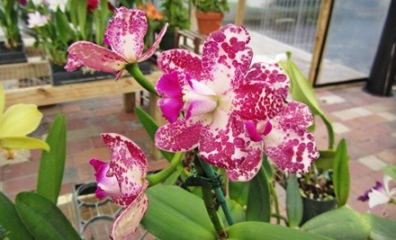 $15 for $30 Worth of Orchids, Plants, and Gardening Supplies at Eastfork Orchids