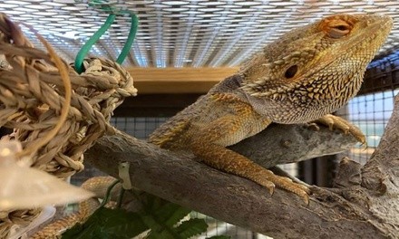 Up to 10% Off on Mobile Grooming at DJ’s Fins and Paws Rescue