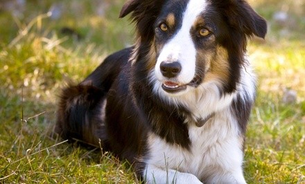 $60 Off $120 Worth of Accessory - Pet