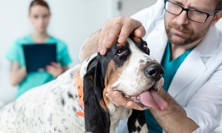 Dental Cleaning for One or Two Pets at Seven Oaks Pet Hospital (Up to 50% Off)