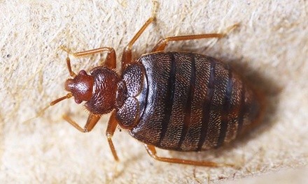 $93 Off $185 Worth of Pest Control Service - Bed Bug