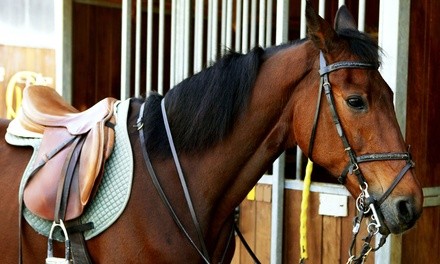 Up to 32% Off on Horse Back Riding - Training at TA.Equestrian Academy