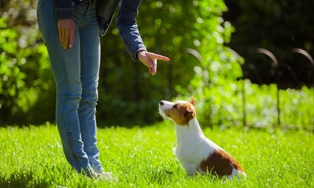 Up to 36% Off on Obedience School at The Tame Wolf Kennel Club LLC