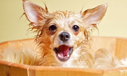 Two or Four Self-Pet Washes at VIP Pet Spa (Up to 53% Off)