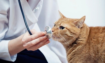 $44 for a Pet Physical and Lifetime-Registered Microchip at Savanna Animal Hospital ($89.10 Value)