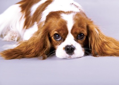 $25 For $50 Toward Dog Grooming Services