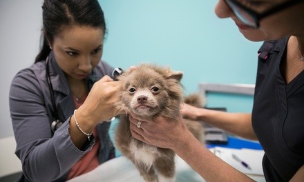 One Nail-Trim Service or Ear-Cleaning Session for One Dog or Cat at Just Wag With Us (Up to 30% Off)