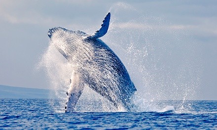 $685 for Private Whale-Watching Tour from Wild Blue Adventures ($981 Value)