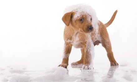 One 20-Minute Self-Service Pet Wash, or Five 10-Minute Pet Washes at Cloud 9 Laundra-mutt (Up to 56% Off)