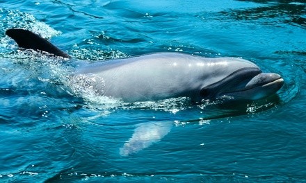 Two-Hour Dolphin Discovery Cruise for Two or Four from Marine Discovery Center (Up to 51% Off)