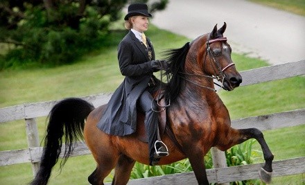 $39 for Two Private 60-Minute Horseback-Riding Lessons at Price Performance Horses, LLC ($80 Value)