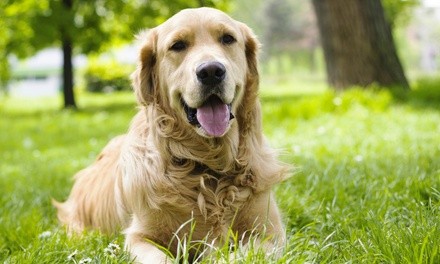 $119 for Advanced Oral Hygiene Package for a Dog, Sedation-Free at Grooming With Travis ($249 Value)