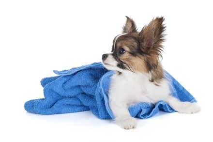 Up to 57% Off on Pet - Grooming / Salon at INN The DogHouse 2